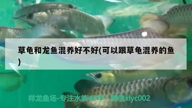 金龍魚混養魚最佳搭配排行：金龍魚混養好嗎