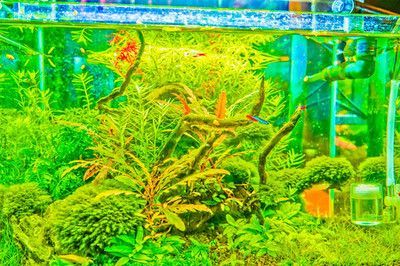 紅龍魚缸背景圖選擇什么好看（養紅龍魚缸用什么背景圖比較好）