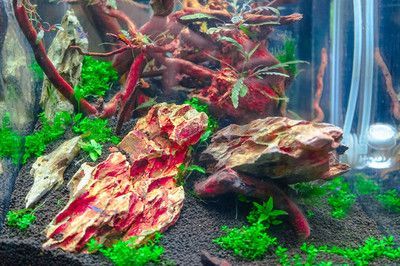 紅龍魚缸背景圖選擇什么好看（養紅龍魚缸用什么背景圖比較好）