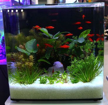 紅龍魚缸背景圖選擇什么好看（養紅龍魚缸用什么背景圖比較好）
