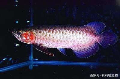 龍魚常用的抗生素是什么：龍魚常用的抗生素包括哪些