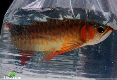 龍魚常用的抗生素是什么：龍魚常用的抗生素包括哪些