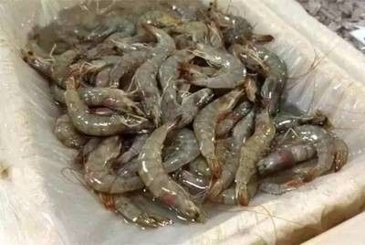 龍魚常用的抗生素是什么：龍魚常用的抗生素包括哪些