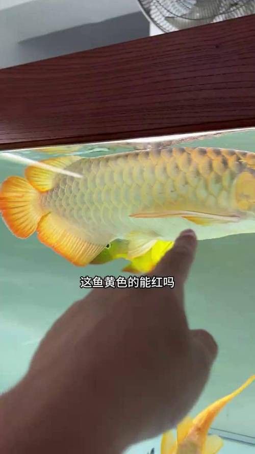 短身紅龍魚多久能發色 短身紅龍魚多久能發色 龍魚百科 第10張