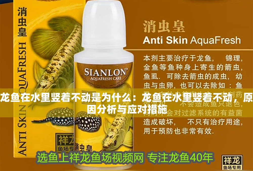 龍魚在水里豎著不動是為什么：龍魚在水里豎著不動，原因分析與應對措施
