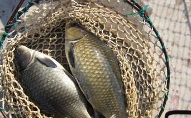 鯽魚可以和龍魚一起養嗎：鯽魚可以與龍魚一起養嗎，