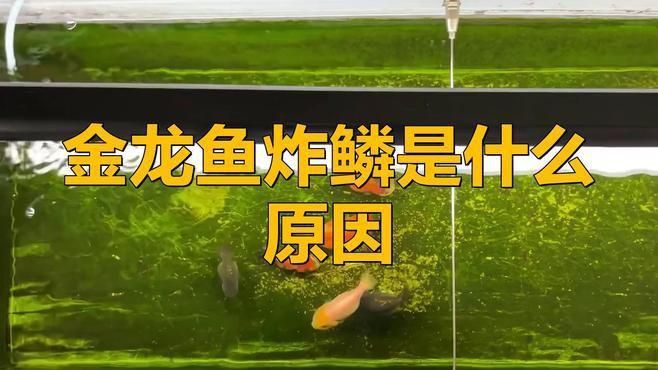 龍魚炸鱗視頻全過程