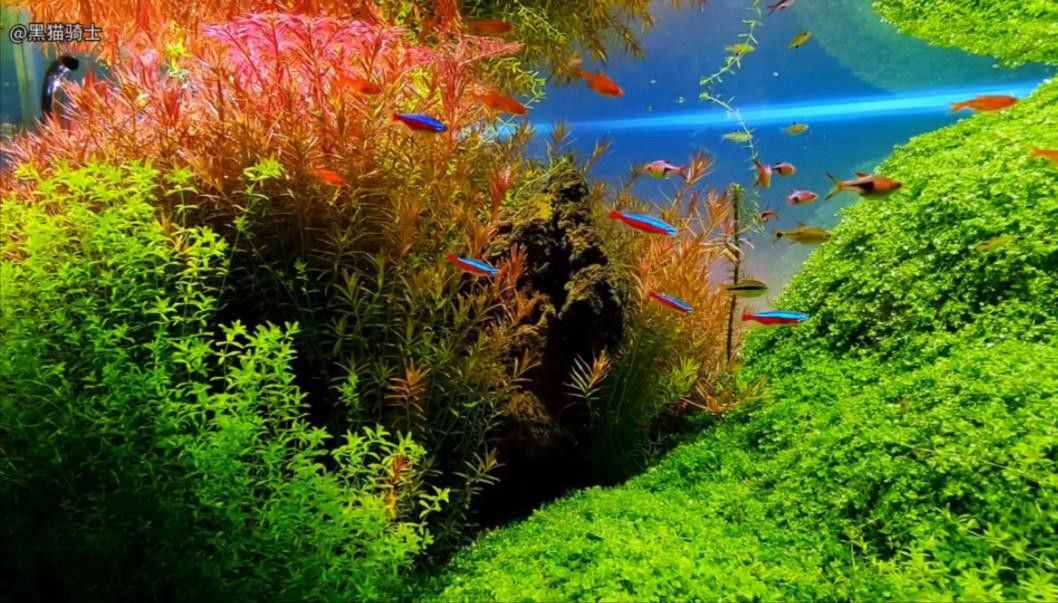 一米二的魚缸可以混養哪些魚？