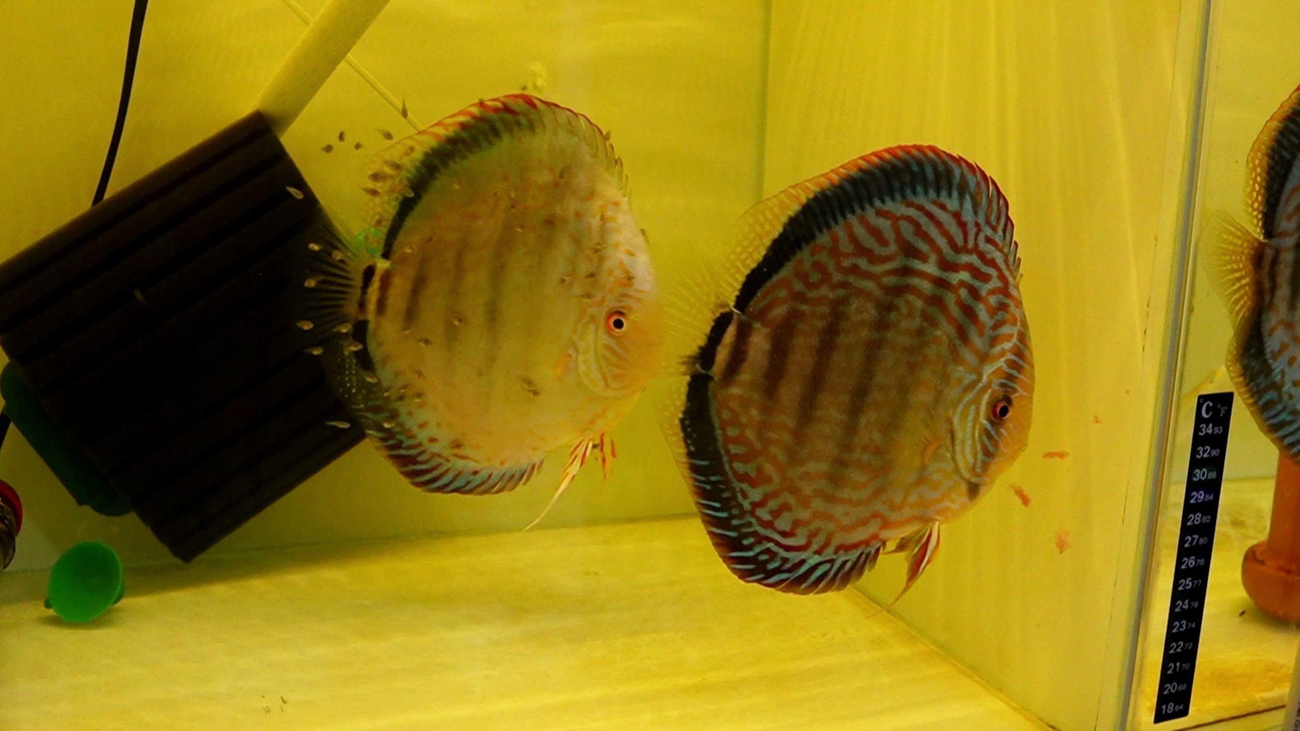 一米二的魚缸可以混養哪些魚？