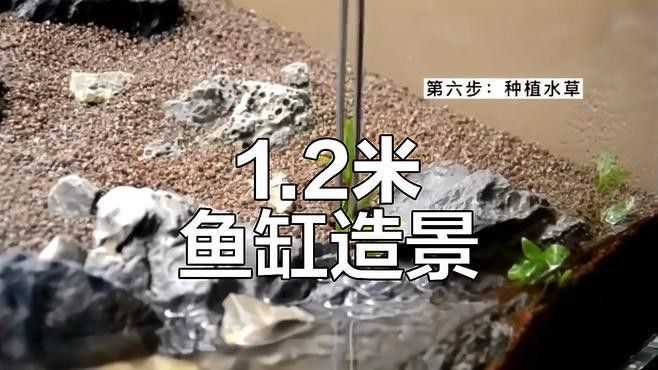 一米二的魚缸可以混養哪些魚？