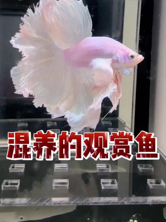 一米二的魚缸可以混養哪些魚？