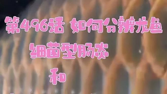 如何判斷龍魚是否腸胃問題？
