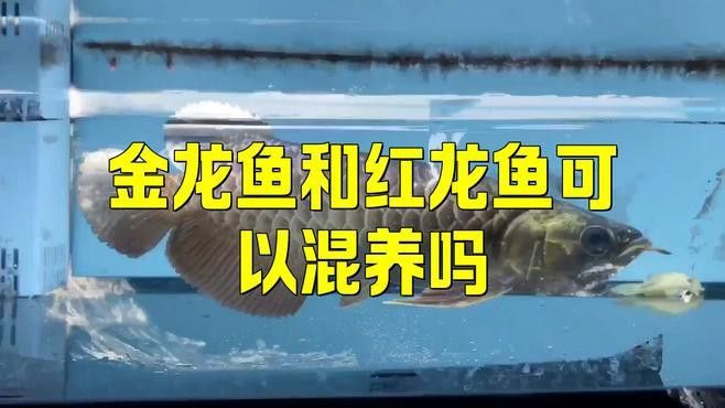 如何設(shè)置紅龍和金龍混養(yǎng)的環(huán)境？