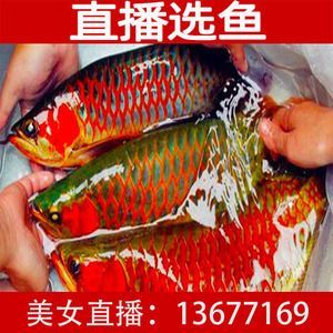 紅龍魚魚苗批發價格多少錢：紅龍魚魚苗批發價格多少