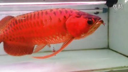 龍魚最佳溫度多少合適養(yǎng)魚：養(yǎng)龍魚的最佳溫度范圍為26-[需手動(dòng)填充]