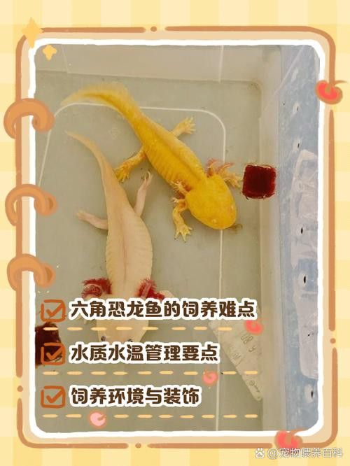 恐龍魚長大是什么樣的視頻圖片欣賞