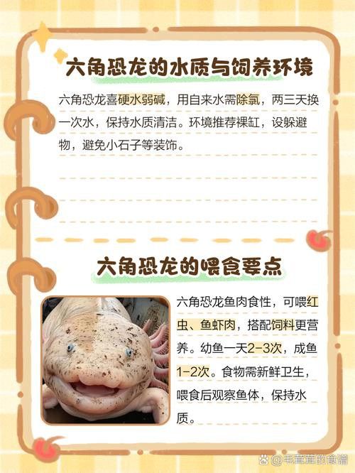 恐龍魚長大是什么樣的視頻圖片欣賞