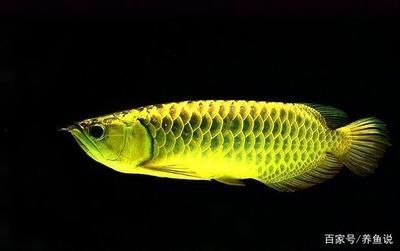 銀龍魚品種特有特征介紹：銀龍魚的一些特有特征介紹