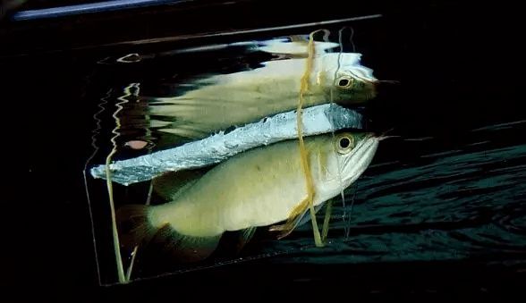 龍魚翻肚子了能救活嗎：龍魚翻肚子怎么辦