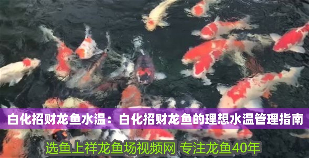 白化招財龍魚水溫：白化招財龍魚的理想水溫管理指南