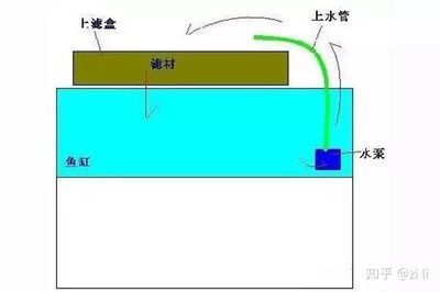 養龍魚濾材多久換一次比較好：養龍魚時濾材的更換和清洗