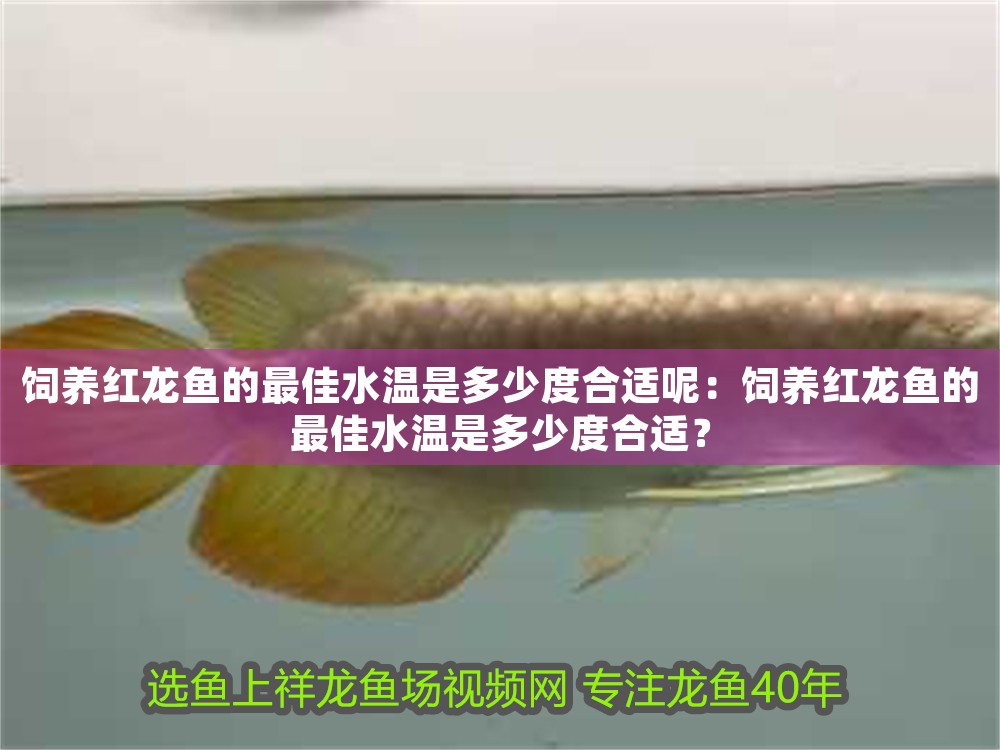 飼養紅龍魚的最佳水溫是多少度合適呢：飼養紅龍魚的最佳水溫是多少度合適？