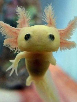 六角恐龍魚的資料