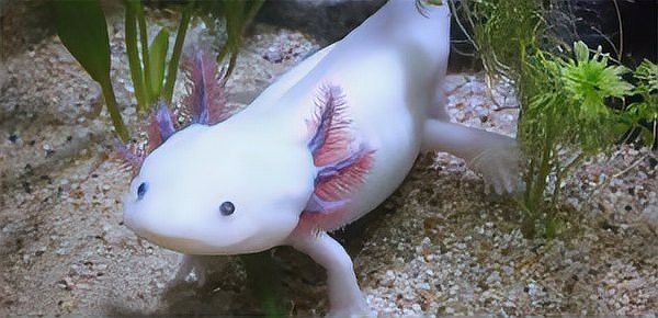 六角恐龍魚的資料