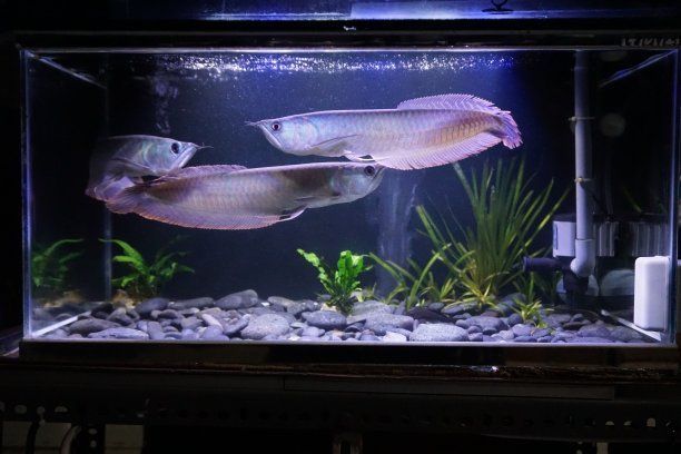 金龍銀龍魚怎么養(yǎng)活得快（家有銀龍魚，這些飼養(yǎng)姿勢(shì)必須懂！）