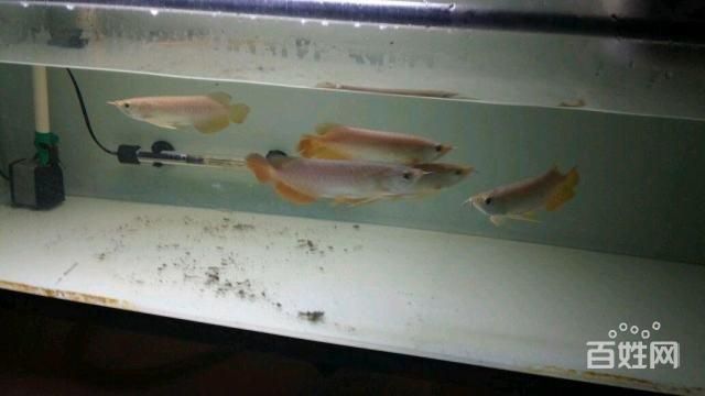 金龍銀龍魚怎么養(yǎng)活得快（家有銀龍魚，這些飼養(yǎng)姿勢(shì)必須懂！）