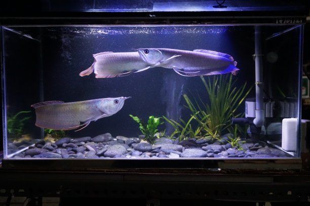 金龍銀龍魚怎么養(yǎng)活得快（家有銀龍魚，這些飼養(yǎng)姿勢(shì)必須懂！）