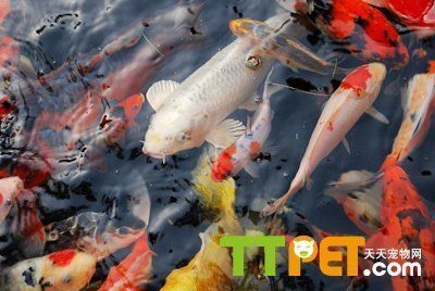 鸚鵡能跟龍魚混養嗎：鸚鵡可以跟龍魚混養嗎？混養指南與注意事項
