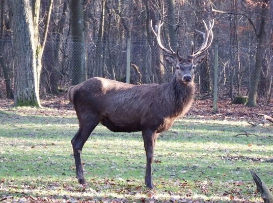 雷龍魚瀕危等級評估標準：世界自然保護聯盟(iucn紅色名錄評估等級為數據缺乏