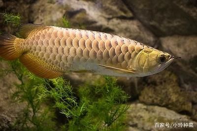 龍魚成長過程變化的原因：關(guān)于龍魚成長過程中的變化以及這些變化背后的原因的相關(guān)信息