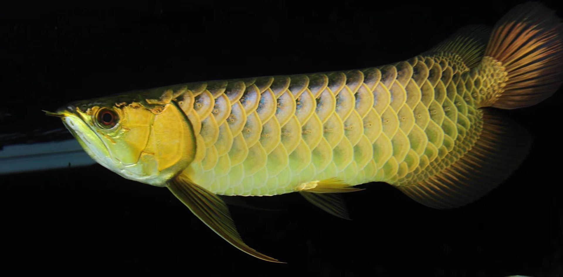 龍魚要多少錢一條?天成龍魚的價格貴不貴?