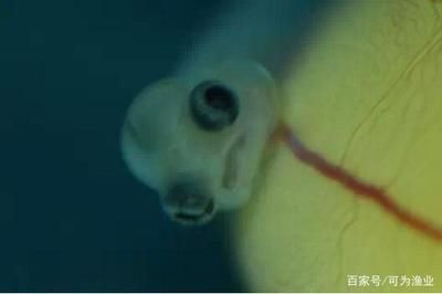 龍魚(yú)眼圈發(fā)白是什么病怎么治療好：龍魚(yú)眼圈發(fā)白是什么病怎么治療好龍魚(yú)眼圈發(fā)白是什么病