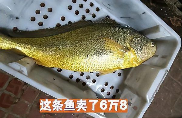 龍魚的平均壽命是多少：龍魚的壽命一般在10-20年左右，平均壽命是多少