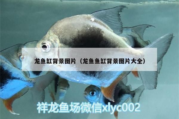 魚缸龍背景原圖,魚缸龍在現代家居裝飾中的獨特魅力及其背后的文化意涵 龍魚百科 第2張 魚缸龍背景原圖,魚缸龍在現代家居裝飾中的獨特魅力及其背后的文化意涵 魚缸龍背景原圖,魚缸龍在現代家居裝飾中的獨特魅力及其背后的文化意涵 龍魚百科 第2張