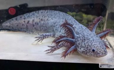 恐龍魚不進食，恐龍魚不進食可能與其生理結構、生活環境以及進化策略有關