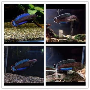 雷龍魚能養(yǎng)多大（雷龍魚養(yǎng)殖尺寸）