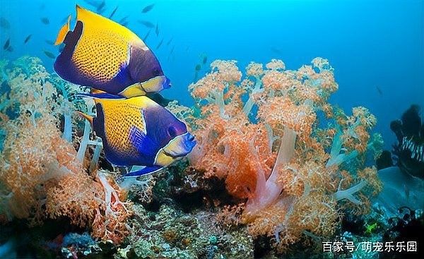 龍魚能跟小型熱帶魚混養嗎