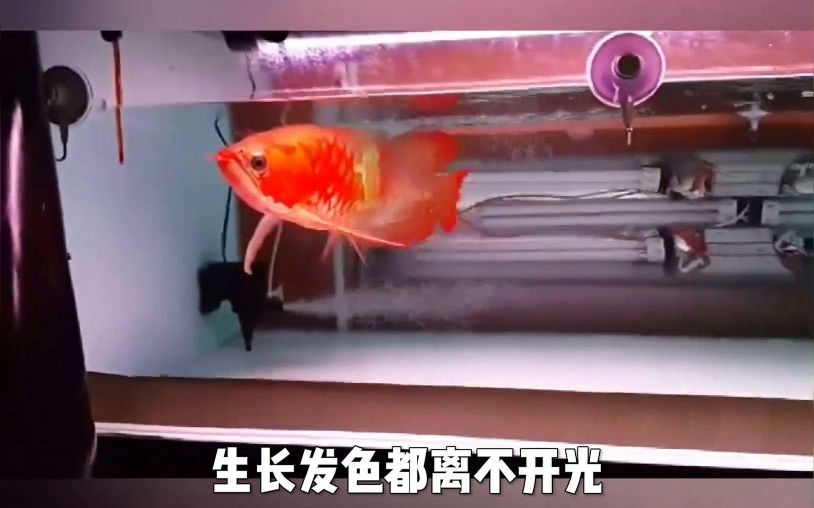 晚上開燈會影響龍魚發色嗎？