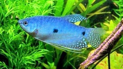 在哪買龍魚便宜：天津龍魚價格對比分析,