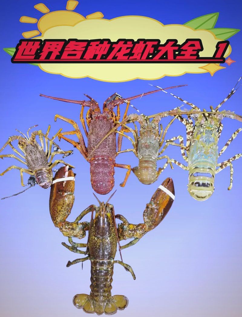 紅龍和澳龍哪個更常見
