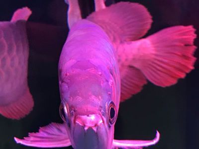 紅龍魚頭部起水泡是什么病：紅龍魚頭部出現水泡是什么病