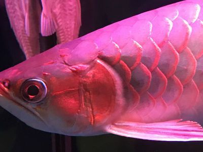 紅龍魚頭部起水泡是什么病：紅龍魚頭部出現水泡是什么病