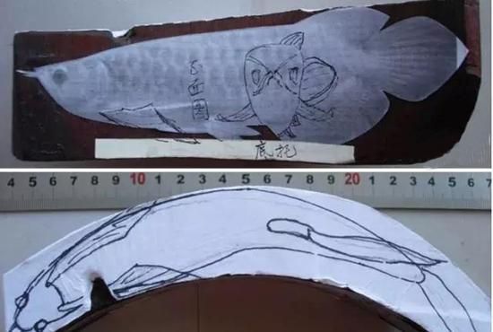 紅龍魚頭部起水泡是什么?。杭t龍魚頭部出現水泡是什么病