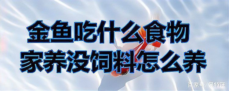 金魚喂什么食物好