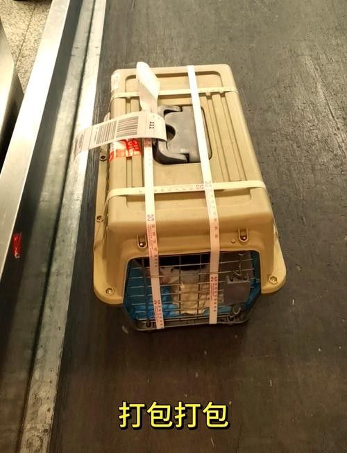長春龍魚運輸