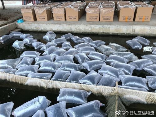 長春龍魚運輸